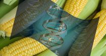 ںǰ(GMO)ȭǰ ǥǹ Ȯ