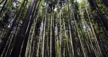 남산 소나무, 담양 대나무…숲에서 즐기는 여유