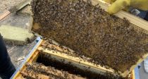 계속되는 꿀벌 폐사…위기의 양봉산업 대책은